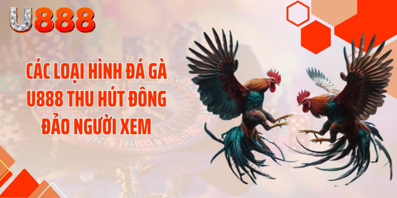 Các loại hình đá gà U888 thu hút đông đảo người xem