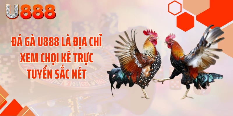 Đá gà U888 là địa chỉ xem chọi kê trực tuyến sắc nét